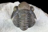 Detailed Gerastos Trilobite Fossil - Morocco #145749-2